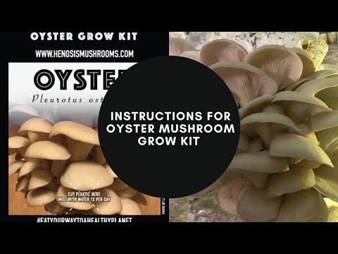 Oyster Mushroom Grow Kit Instructions by HENOSIS