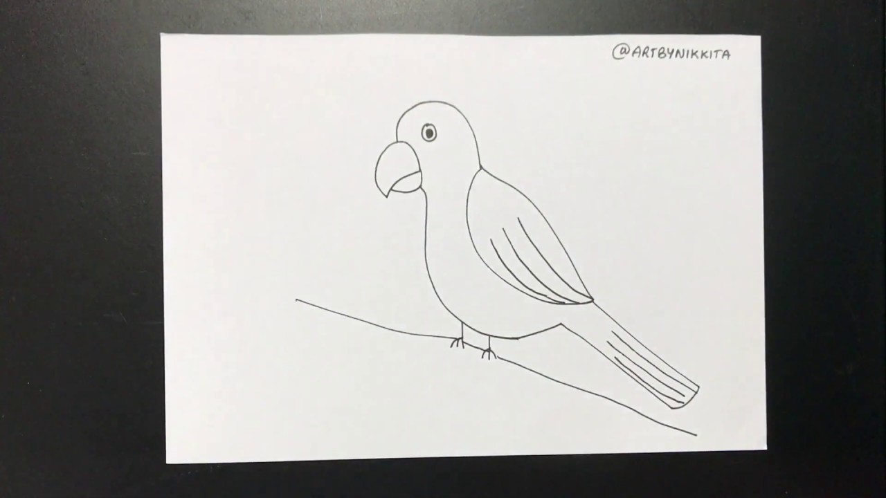 How to draw a Parrot easy step by step for beginners | Learn to draw