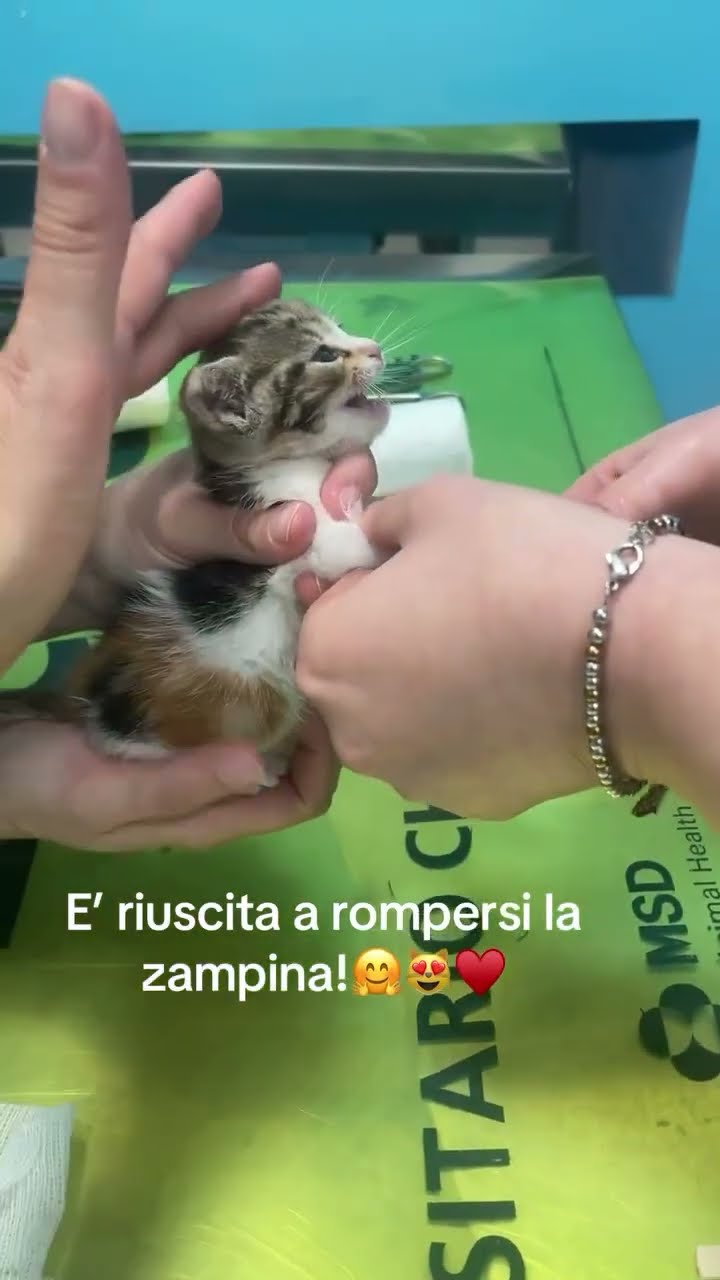Très  malade petite chaton