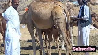 CAMEL MILK HEALTHIER THAN COW MILK | CAMEL MILK | Camel milk processing