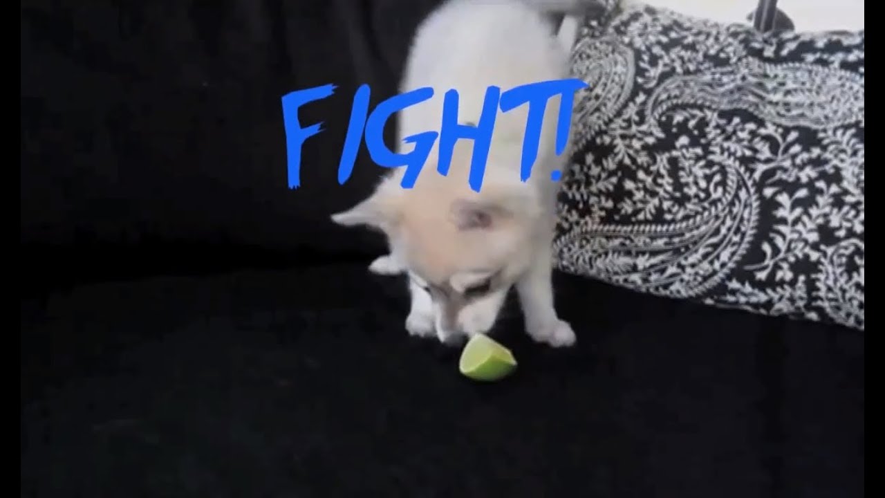 puppy paradise Puppy vs Lime (Street Fighter Edition)