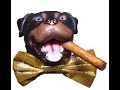 Some of the best of triumph the insult comic dog part2
