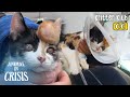 Rememebr The Cat With A Big Lump On The Head? Here&#39;s An Update l Animal in Crisis Ep 356