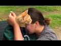 Heartwarming Animal And Owner Reunions Caught On Camera