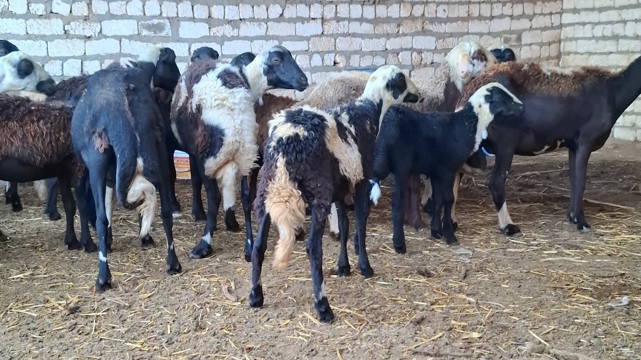 ت 3/8 اجمل واحلى واضخم غنم برديسى بيؤر بيؤر والد وعشر من غنمى الخاصة النوادر وبس01119110267