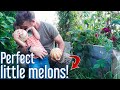 DEFINITELY Add These Personal Melons to Your Garden!