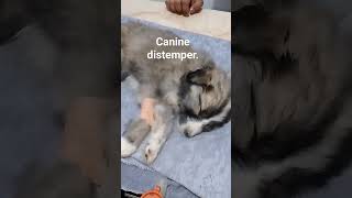 canine distemper. #dog #doglover #doglovers #caninehealth #caninetraining