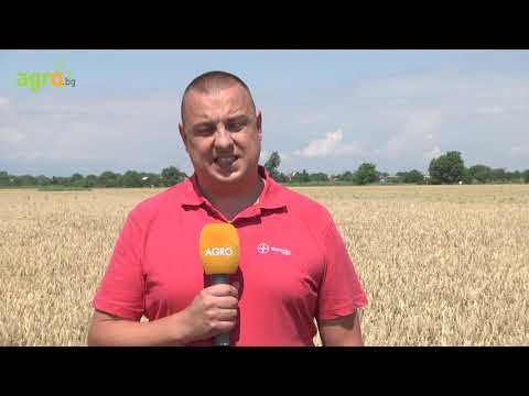 Видео: Колко зърно се препоръчва от пирамидата на ръководството за хранене? Видео: Колко зърно се препоръчва от пирамидата на ръководството за хранене?