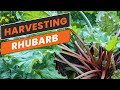 How to harvest rhubarb  pacific northwest gardening  zone 8b