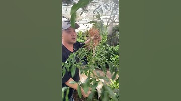 Cây cóc thái 🏡 #caytrongnha #caycanh #plants #caycoc #bonsai