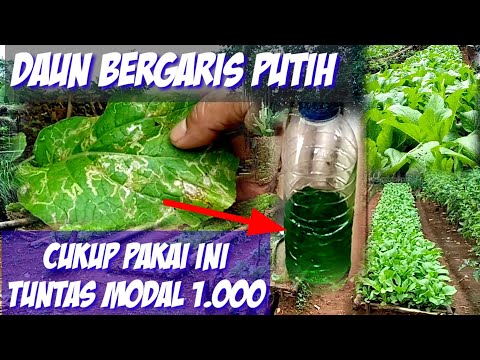 Video: Tanaman Chicory yang Sakit – Cara Mengatasi Masalah Umum Tanaman Chicory