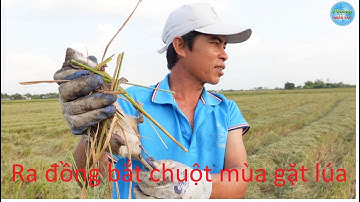 775 | Đào hang bắt chuột đồng mùa gặt lúa | Mouse