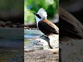 White-crested Laughingthrush instantly recognizable by its bright white crest and vibrant plumage.