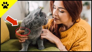 ❤️ How Cats Choose Their Favorite Person (Are You)
