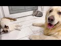 What does the life of a Golden Retriever look like with Cats