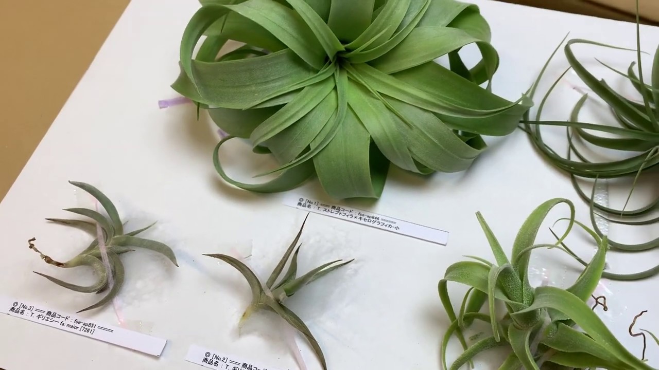 19 5 4発送 Tillandsia エアプランツ フラワーショップ江口 Youtube