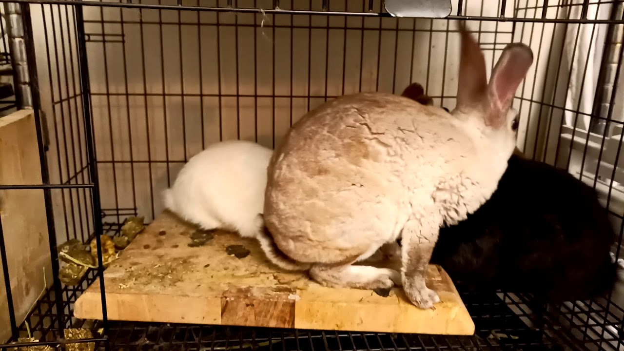 Rabbit bounded after 6 weeks. 
