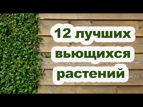 Видео: Вьющиеся гортензии вечнозеленые?