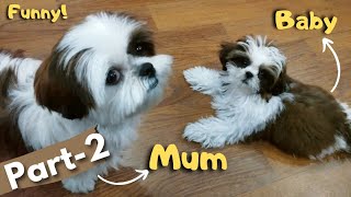 Watch this mom and puppy Shih Tzu play funny..🤣 | Shih Tzu | 10 weeks puppy | Part -2 #funny