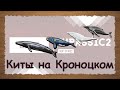 Русская Рыбалка 3.99 Киты на Кроноцком стрим