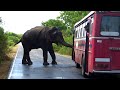 What does the elephant do? Are vehicles on the road inspected? Or attack vehicles?