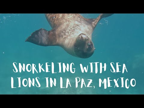 SNORKELING WITH SEA LIONS IN LA PAZ, BAJA CALIFORNIA SUR MEXICO