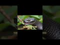 Why Burmese Pythons are invasive