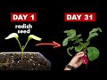 Growing Radish From Seed To Harvest - 31 Days Time Lapse
