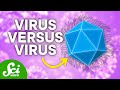 The Baffling Viruses That Infect... Other Viruses