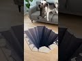 Cat flails wildly thinking the hole is real #viral #trending #short