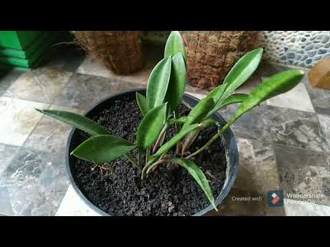 Sansevieria Concinna - YouTube