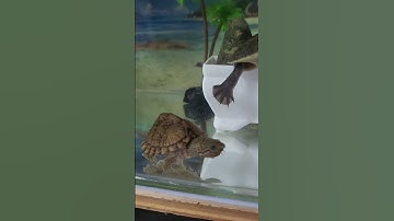 Rùa lưỡi dao vs rùa cổ rắn tại Ú Ù P.S CPC