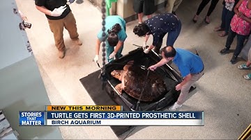 Injured turtle gets first ever 3D Printed shell prosthetic at Birch Aquarium
