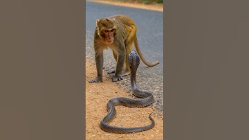 Monkey and cobra moment #shorts #shortvideo #animals #monkey #cobra #cobrasnake #viralvideo #monkeys