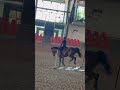 błędy też się zdarzają OKEJ?🥰 #dc #horse #ytshorts #equestrian