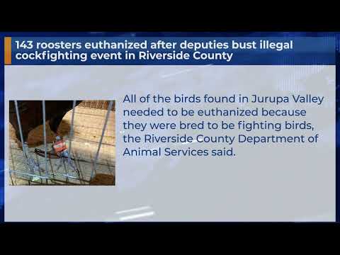 143 roosters euthanized after deputies bust illegal cockfighting event in Riverside County