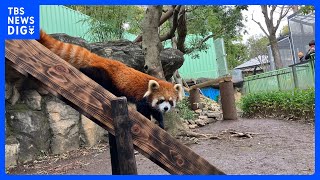 2歳のレッサーパンダ公開　大好物は“りんご”　東京・江戸川区自然動物園｜TBS NEWS DIG