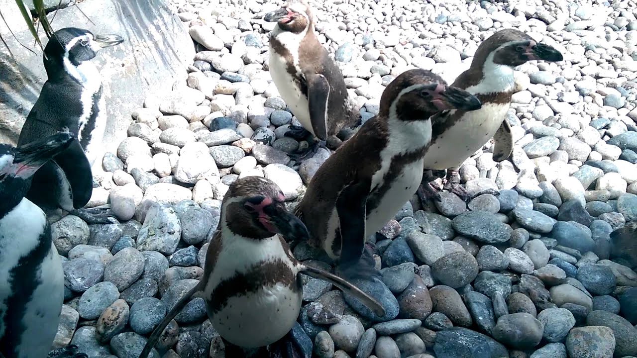 Colchester zoo penguins YouTube