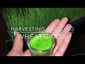 Harvesting &amp; Juicing Wheatgrass