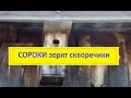 Внимание!Сороки разоряют скворечники!!!//Сельское подворье на Урале//