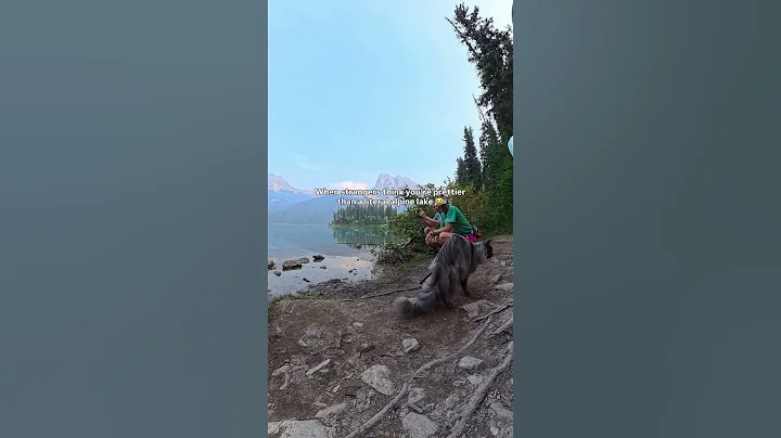 Video 11591491: mainecoon catlover