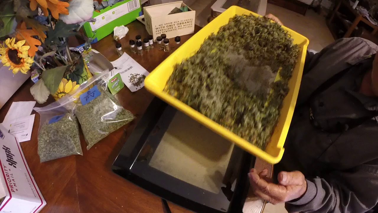 Marijuana Seeds picking
