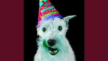 Opulent Backdrops for Puppy Playing