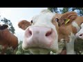 Animal Equality Exposes: The Origin of Your Milk