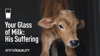 Animal Equality Exposes: The Origin of Your Milk