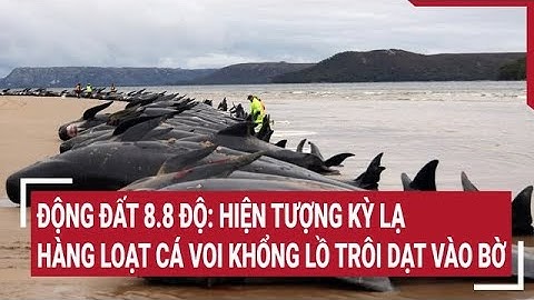 Động đất 8.8 độ: Hiện tượng kỳ lạ hàng loạt cá voi khổng lồ trôi dạt vào bờ