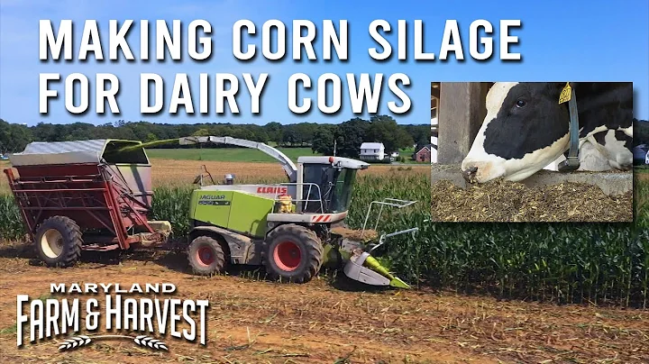 Making Corn Silage for Dairy Cows | Maryland Farm ...