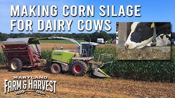 Making Corn Silage for Dairy Cows | Maryland Farm & Harvest