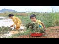 Seyhak And Grandma Find Water Mimosa For Cooking / Family Lunch Time /  Sreypov Life Show