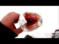 Ловля щуки и окуня зимой на жерлицы